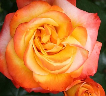 Pretty Unusual Orange Roses