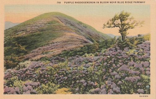 Vintage Unused Postcard: k: Blue Ridge Parkway Scene