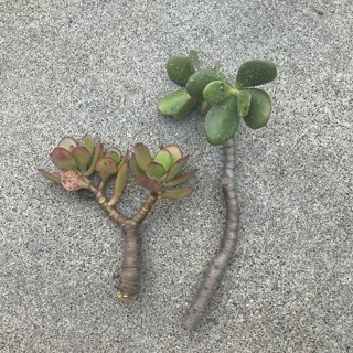 Two jade tree / jade plant cuttings