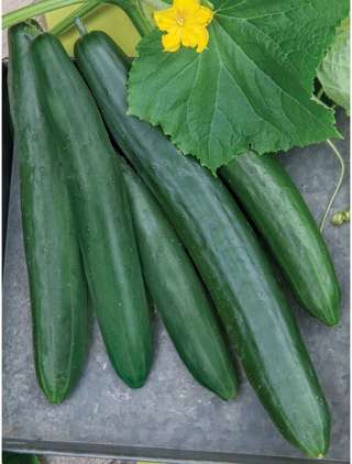 English Cucumber 