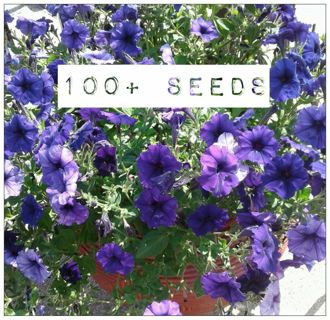 100+ Blue Wave Petunia Seeds