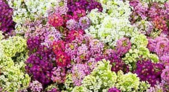 Pastel Mix Alyssum