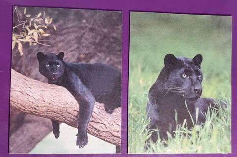 Black Panther Magnets