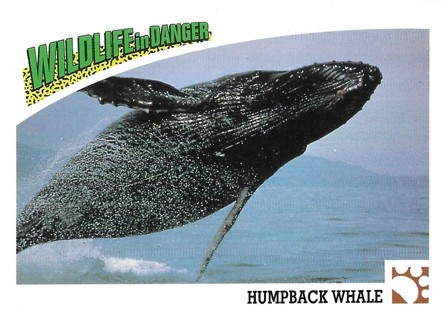 1992 Panini Wildlife in Danger #38 Humpback Whale