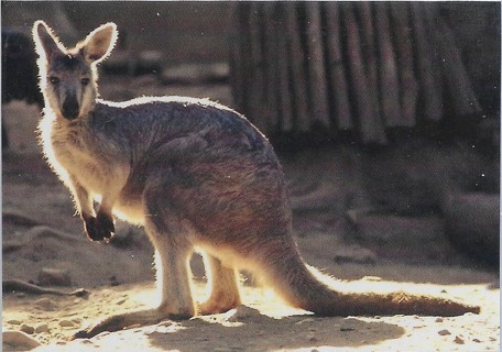  1993 Cardz World Famous San Diego Zoo #77 Wallaroo