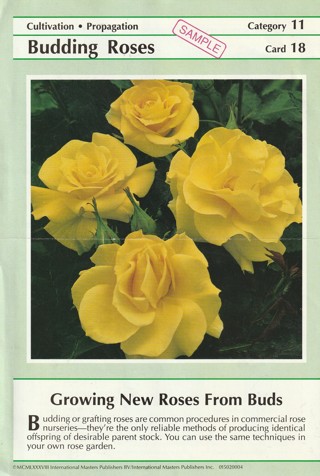 Success with Plants Leaflet: Budding Roses