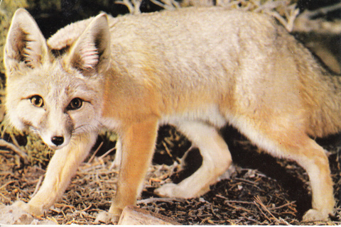 Vintage Postcard Kit Fox