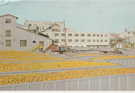 Vintage Unused Postcard: j: Minute Maid Processing Plant, FL