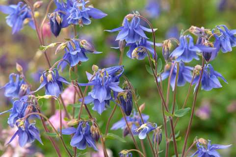 FREE 100 ORGANIC Hand-Harvested COLUMBINE Wild Flower Seeds ◠◡✿ BIEDERMEIER MIX ✿◡◠ 