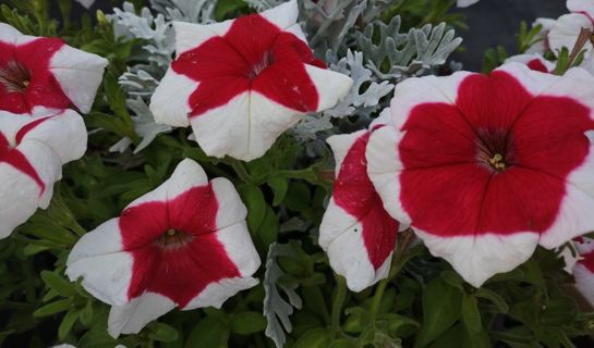 Over 100 red & white Petunia seeds.