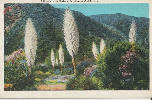 Vintage Unused Postcard: h: Yucca Plant