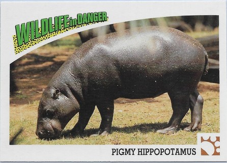 1992 Panini Wildlife in Danger #8 Pygmy Hippopotamus