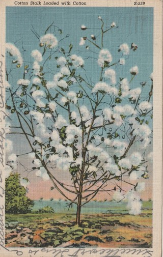 Vintage Used Postcard: a: 1948 Cotton Stalks