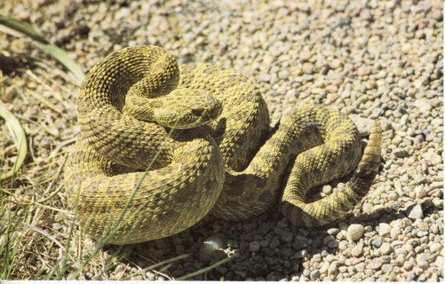 Vintage Postcard Prairie Rattlesnake