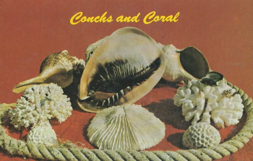 Vintage Unused Postcard: t: Conchs and Coral