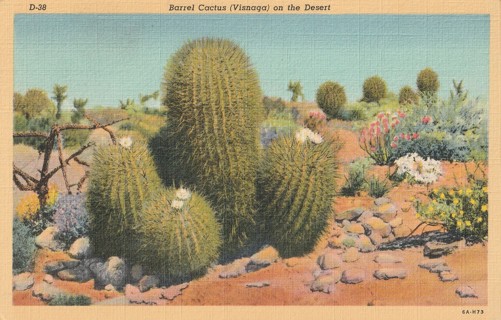 Vintage Unused Postcard: h: Barrel Cactus