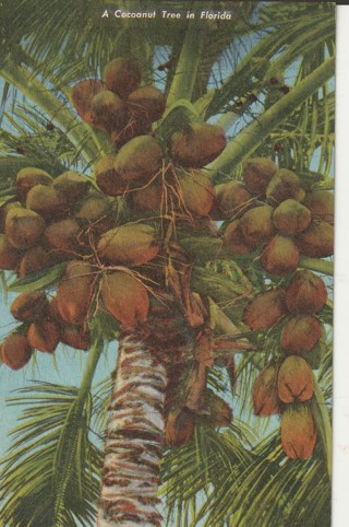 Vintage Unused Postcard: gin k: Coconut Tree