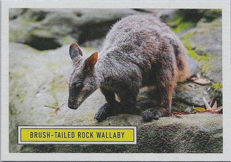  2020 Topps Benefit for Australia #7 Brush-Tailed Rock Wallaby