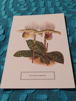 Botanical Postcard - SLIPPER ORCHID