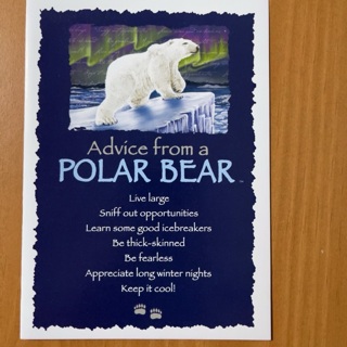 Polar Bear Note Card (B)