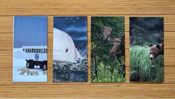 4 Animal Themed Envelopes -  recycled from heavyweight Pages