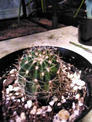 Barrel Cactus Pup (about 1.25")