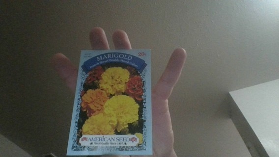 marigold french dwarf double mixed color's