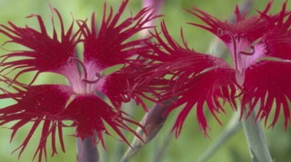 Burgundy Crimsonia