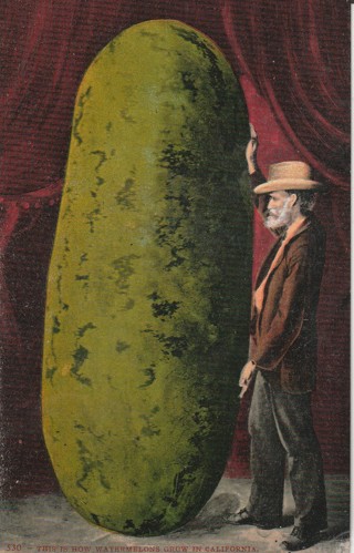 Vintage Unused Postcard: (b): Pre Linen: Washington Watermelon