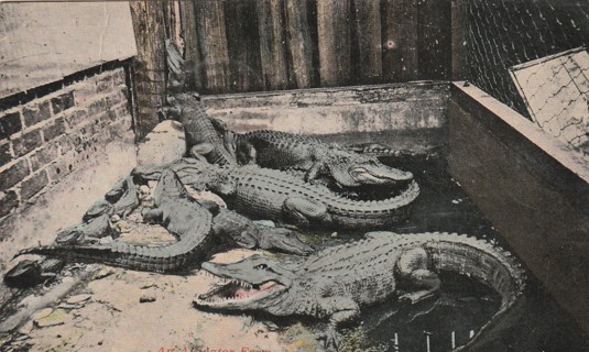 Vintage Used Postcard: (c): 1912 Alligator Farm, Florida