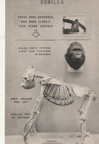 Vintage Unused Postcard: B&W: Gorilla Peabody Museum, Yale University, NY