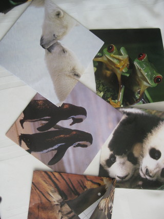 Hand crafted envelopes from Animals pictures calendar. 5.25"x5.25" ,7 envelopes.. 