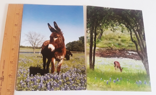 Two 5 x 7 notecards with envelopes - Texas wildlife