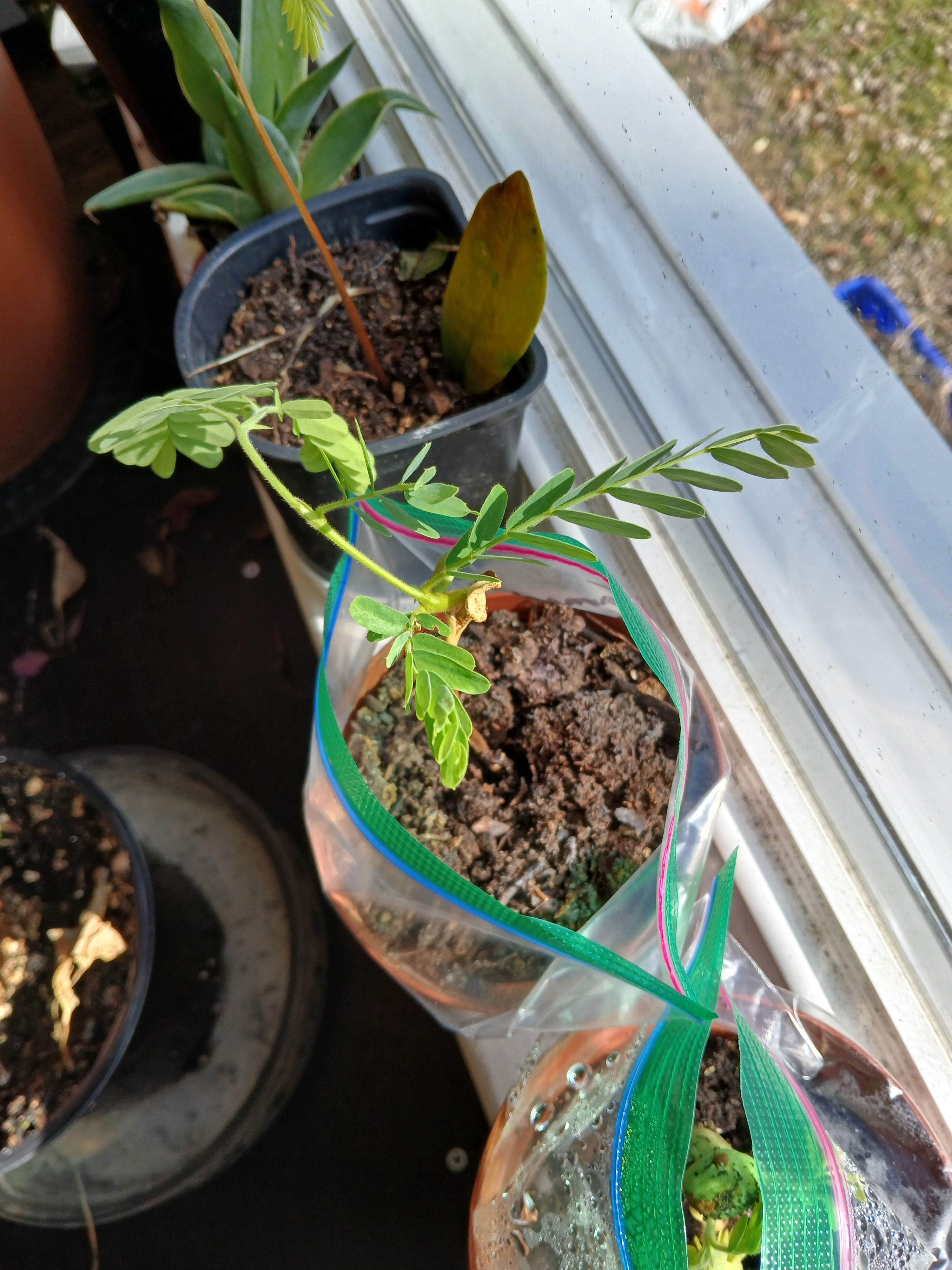 FREE: Sour Tamarind - 5 +Seeds