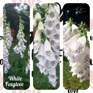 Foxglove white seeds