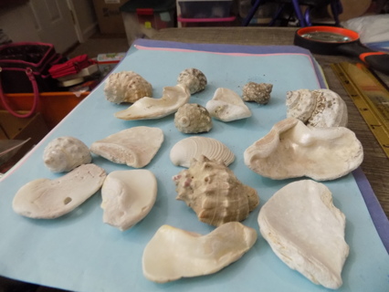 16 various sea shells for crafting