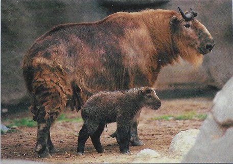 1993 Cardz World Famous San Diego Zoo #14 Sichuan Takin