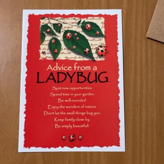 Ladybug Note Card 