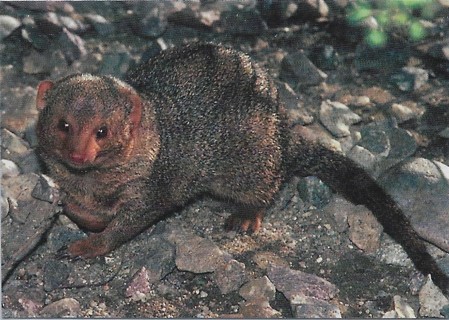 1993 Cardz World Famous San Diego Zoo #35 Dwarf Mongoose