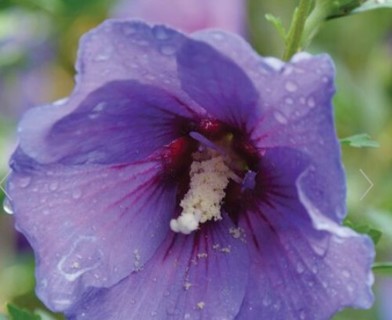 Purple Rose of Sharon--15