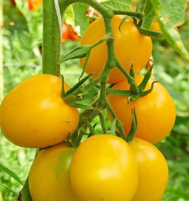 Free: Packet of Golden Jubilee Tomato Seeds Packed for 2025 ~25 count Pack Orange/Yellow Color