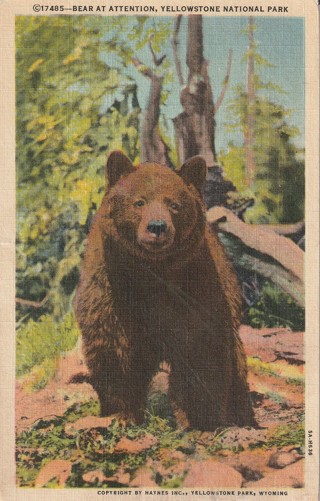 Vintage Unused Postcard: j: Bear in Yellowstone Park