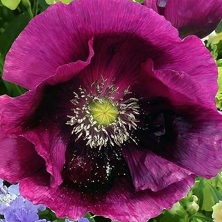 Purple Fringe Poppies--15 seeds