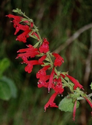 Cedar Sage Salvia