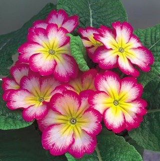 Multi-Colored Primroses