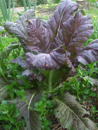 100 seeds of Red Giant Mustard, organically grown and winter hardy