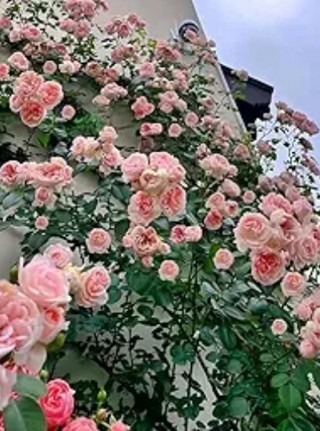 Pink Climbing Roses To Enjoy