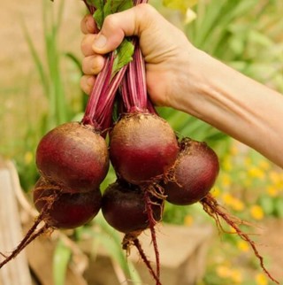 Tall Top Early Wonder Beet