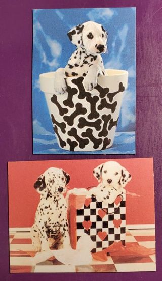 Dalmatian Magnets