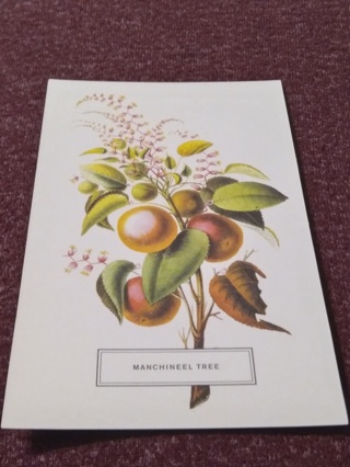 Botanical Postcard - MANCHINEEL TREE